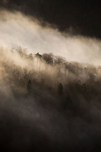 Trees on landscape against sky