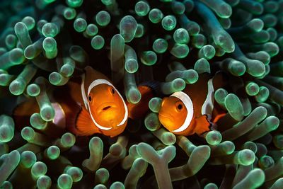 Close-up of clown fish swimming undersea