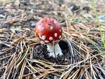 Close-up of fly agaric mushroom on field