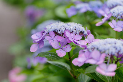 Close-up of purple flowering plant