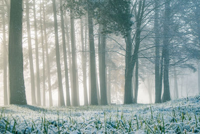 Sunlight streaming through trees in forest during winter