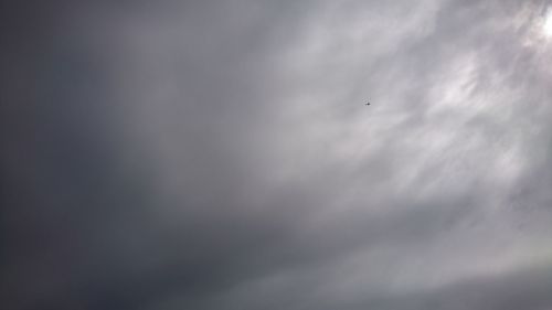 Low angle view of bird in sky