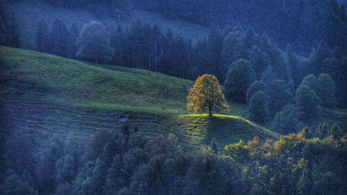 Magical light spot on a single tree in dark landscape