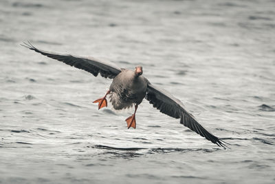 Bird flying over sea