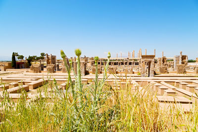 Plants growing on field against clear blue sky