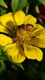 Close-up of insect on yellow flower