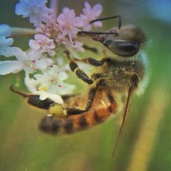 Close-up of insect on flower