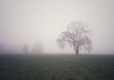 Bare trees on field against sky during foggy weather