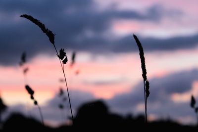 Close-up of plant growing on field at sunset