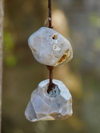 Close-up of ice cream hanging