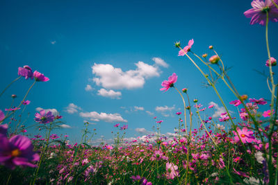 Low angle view of pink cosmos flowers blooming on field
