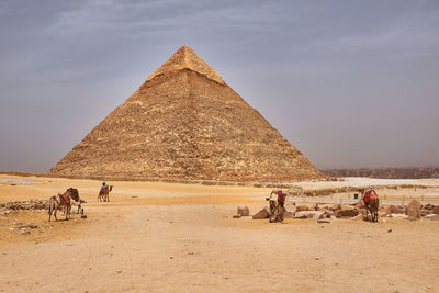 Horses in a desert