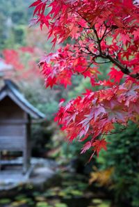 Close-up of red leaves on branch