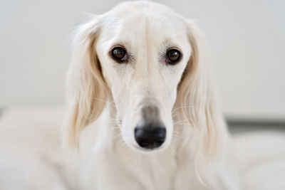 Close-up portrait of a dog