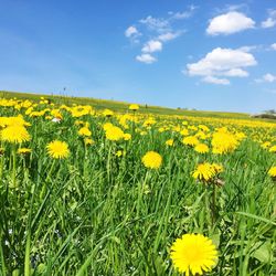 Scenic view of sunflower field against sky