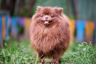 Portrait of a dog on field