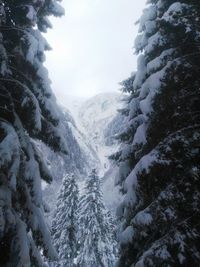 Snow covered pine trees against sky