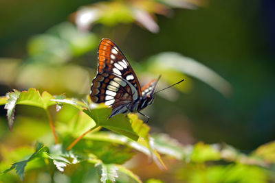 Butterfly pollinating flower