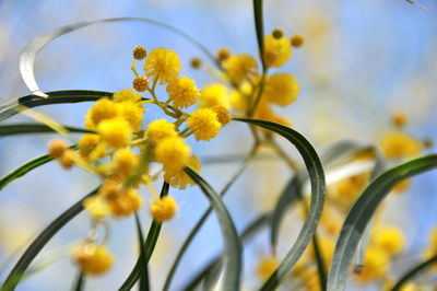 Close-up of yellow flowers against blurred background