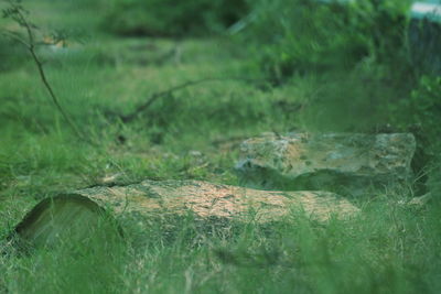 Full frame shot of grass on field