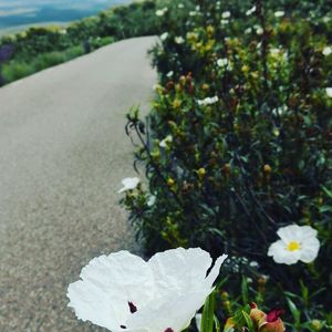 Close-up of white flowers blooming outdoors