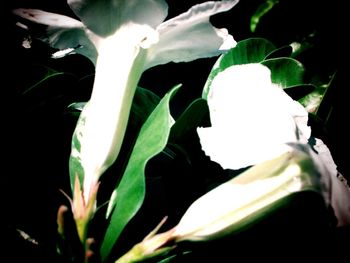 Close-up of white flowers