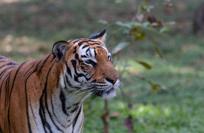 Close-up of a cat looking away