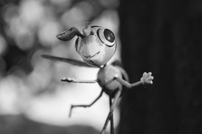 Close-up of plant against blurred background