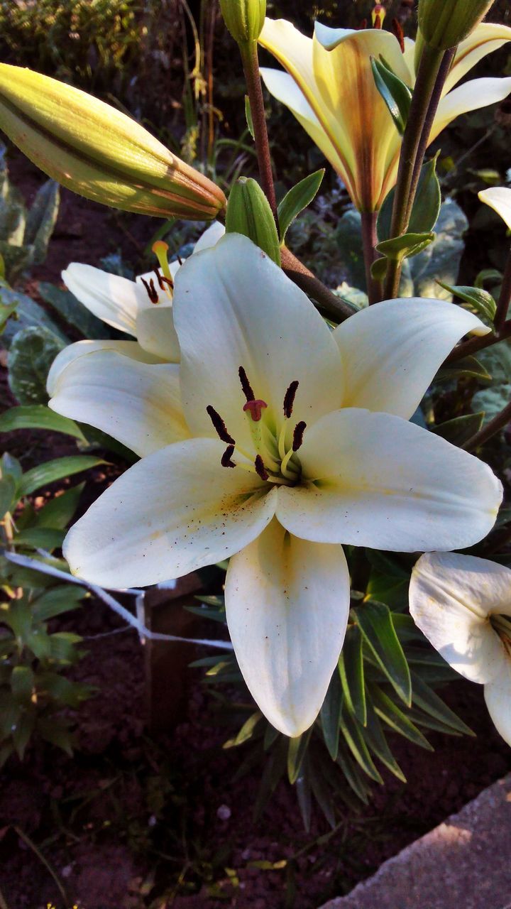 flower, petal, freshness, flower head, growth, fragility, white color, beauty in nature, leaf, blooming, plant, nature, close-up, pollen, stamen, in bloom, blossom, single flower, white, high angle view