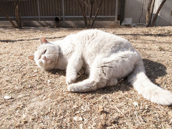 Cat lying on field