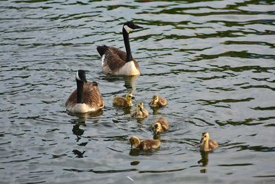 Ducks swimming on lake