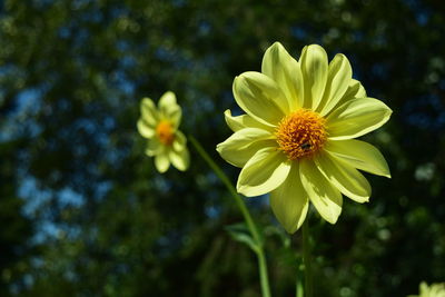 Close-up of yellow flowering plant in park