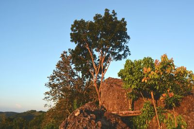 Low angle view of trees against clear blue sky