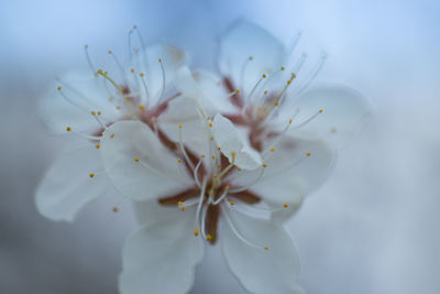 Close-up of white flower tree