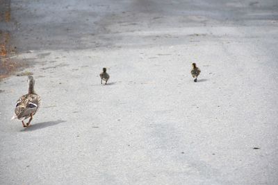 High angle view of birds on road in city