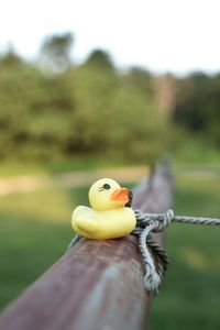Close-up of yellow holding toy on field