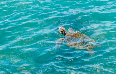 High angle view of turtle swimming in sea