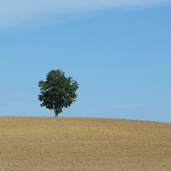 Tree on field against clear sky