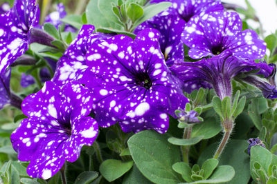 Close-up of purple flowers blooming outdoors