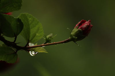 Close-up of red flowering plant