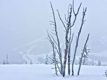 Bare tree on snow covered landscape against sky