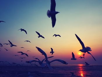 Birds flying over sea against sky during sunset