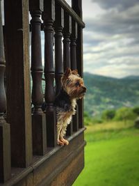 Dog in front of built structure