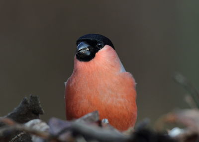 Close-up of a bird