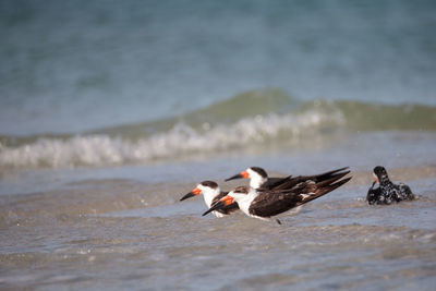 Flock of black skimmer terns rynchops niger on the beach at clam pass in naples, florida