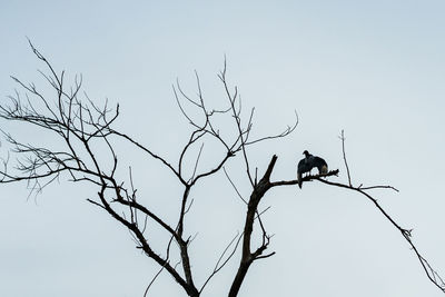 Low angle view of birds perching on tree