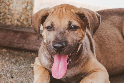Close-up of dog sticking out tongue while resting on footpath