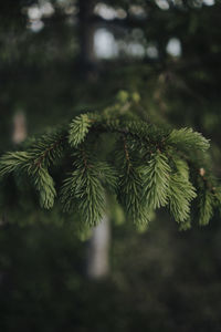 Close-up of pine tree