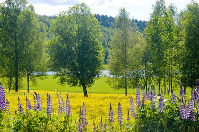 Plants growing on field