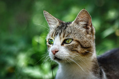 Close-up of a cat looking away